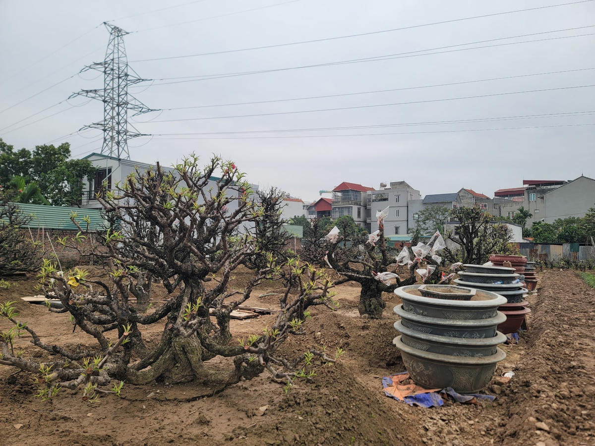 Trở lại vườn, những gốc đào được chuyển từ chậu ra trồng ngoài đất để nuôi dưỡng.