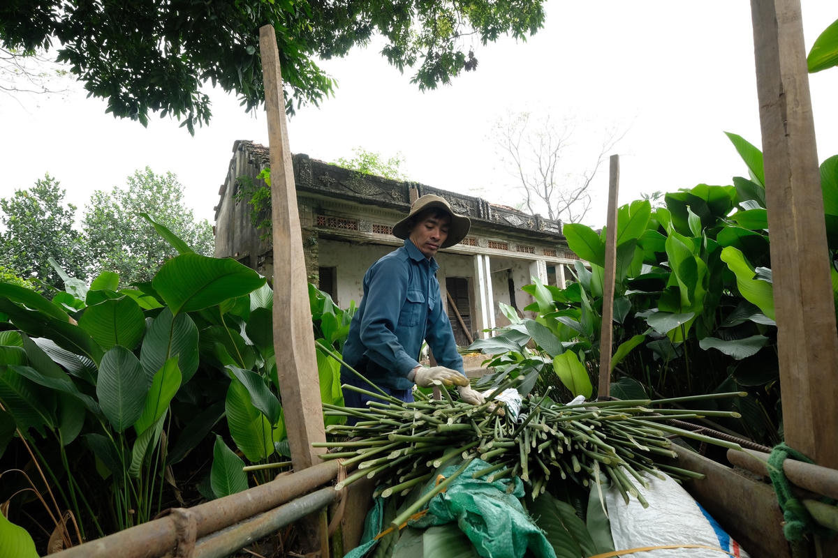 Người dân nơi đây luôn hy vọng, màu xanh của lá dong sẽ trường tồn với thời gian, gắn với hình ảnh Tết cổ truyền của dân tộc.