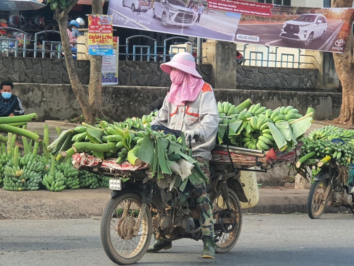 Từ sau Tết Nguyên đán năm 2022, giá chuối mật mốc “tụt dốc” thê thảm.