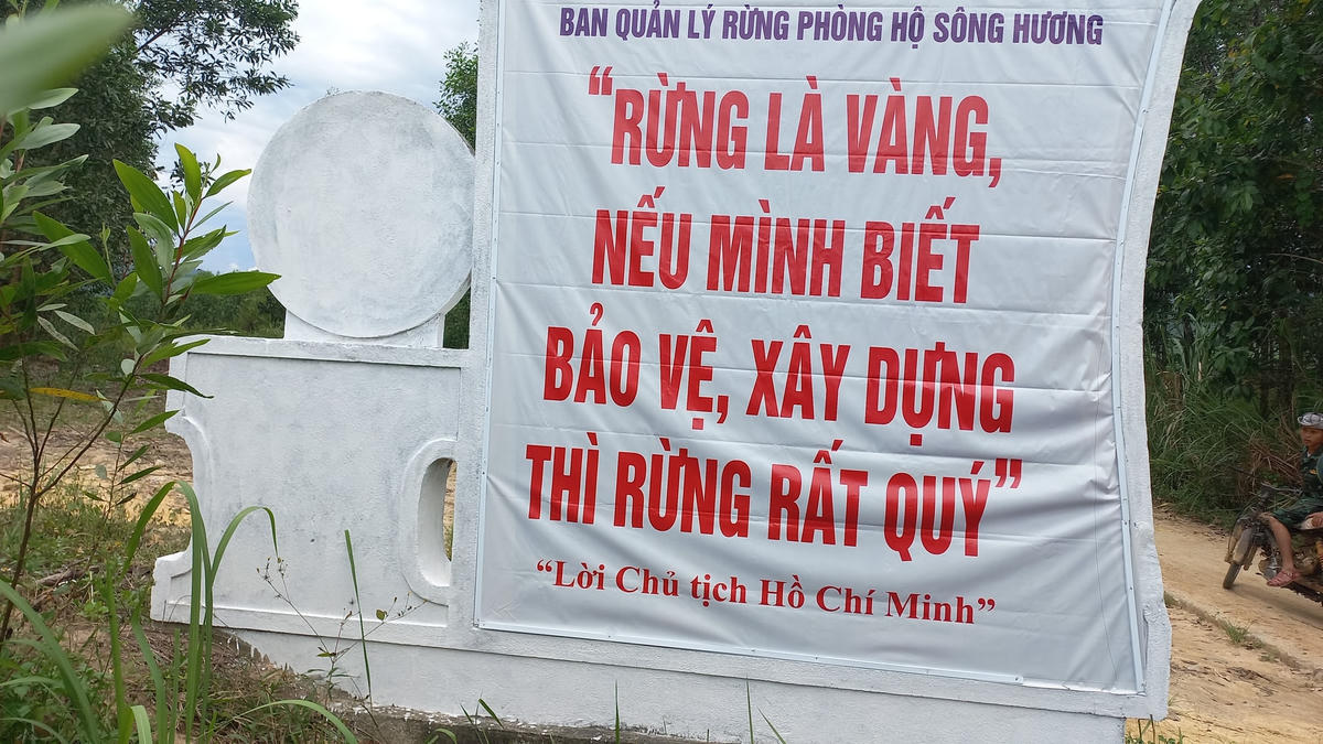 Thừa Thiên - Huế: Gỗ lớn trong rừng phòng hộ bị đốn hạ
