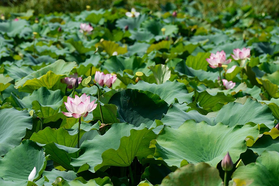 Mùa sen ở Đường Lâm, Sơn Tây.  