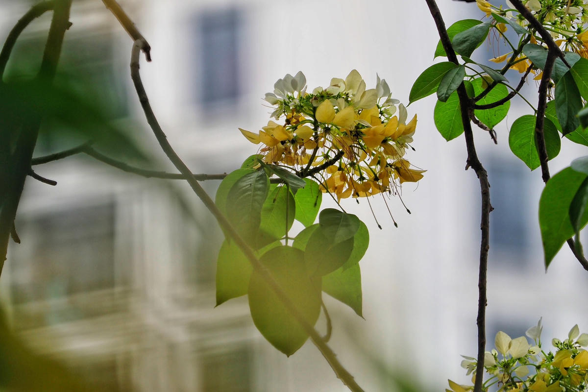 Hoa Bún thường mọc thành từng chùm phía đầu cành, sắc hoa vàng trắng xen lẫn sắc xanh của lá.