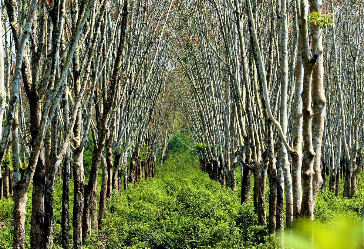 Vào thời gian cây rụng lá, sản lượng và chất lượng mủ đều đạt thấp và những cây cao su nghỉ ngơi để bước sang một năm sản xuất mới.