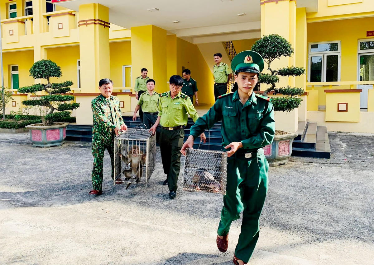 Hai cá thể động vật này được bàn giao cho Vườn Quốc gia Vũ Quang chăm sóc sức khỏe.