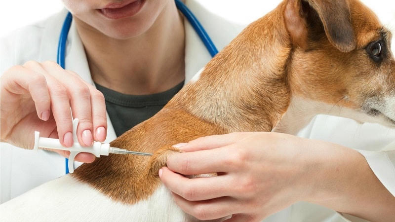 Tiêm vaccine phòng dại cho chó nhằm giúp chúng khỏe mạnh và tránh nguy cơ lây lan bệnh dại.  