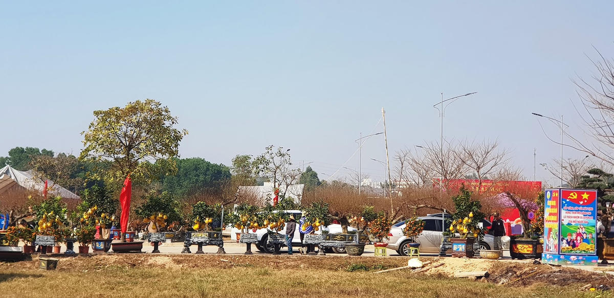 Đang dạng sản phẩm cây, hoa cảnh tại hội chợ. Ảnh: Nguyễn Chung.