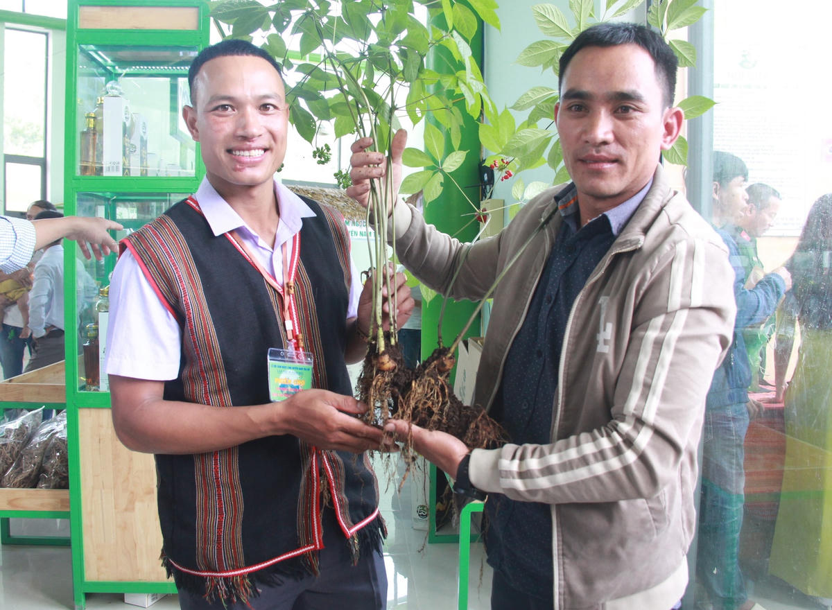 Người dân chụp ảnh lưu niệm bên cây sâm Ngọc Linh có 8 nhánh.