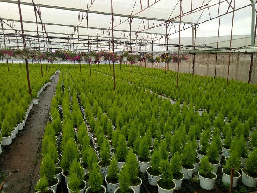 Các chính sách ưu đãi của Agribank đã tạo điều kiện cho các doanh nghiệp và nông dân mạnh dạn đầu tư sản xuất nông nghiệp CNC.