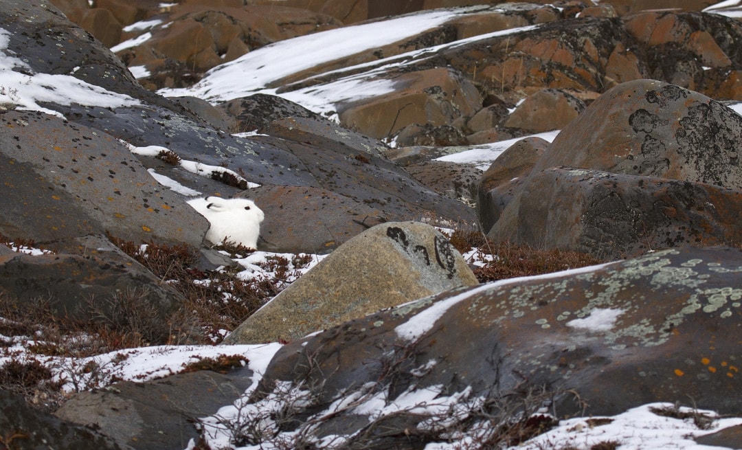 Một con thỏ Bắc Cực tạo ấn tượng tuyết đẹp nhất ở Vịnh Hudson, Canada.