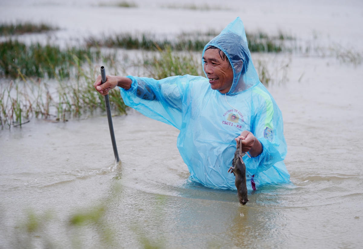 Trao đổi với Báo Đại Đoàn Kết, bà Trần Thị Vân, Trưởng thôn Hội Cát cho biết, chuột luôn là loài động vật gây hại cho mùa màng, đồng ruộng nên mỗi khi nước ngập đồng, người dân trong làng bất cứ già trẻ, gái trai, hễ có sức khỏe là đều ra đồng tham gia diệt chuột. Ảnh: Cẩm Kỳ