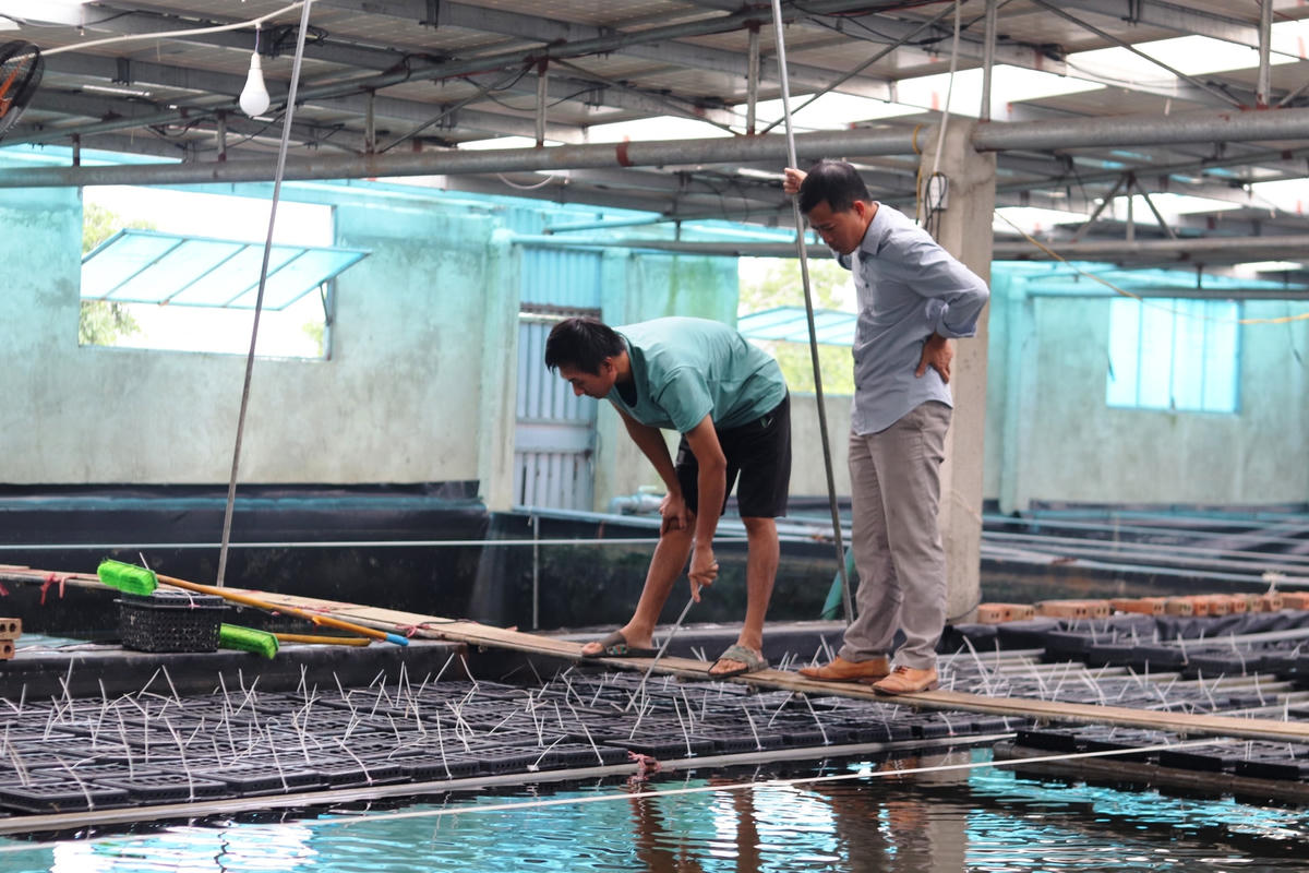 Mô hình nuôi cua lột của ông Lê Văn Hoành tại xã Hoàng Phong.