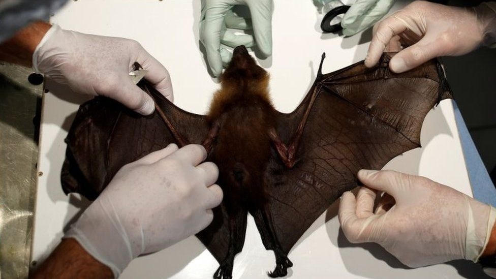 Loài dơi là một vật chủ chứa nhiều loại virus có thể gây bệnh cho con người. Ảnh: AFP.
