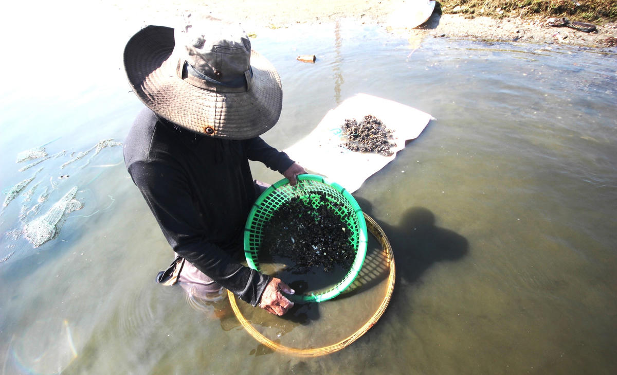 Người dân cần mẫn rửa sạch con hến trước khi bán cho thương lái.