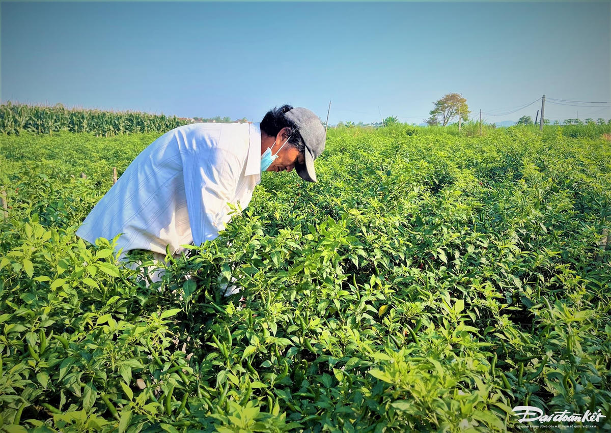 Ông Võ Nhựt đang thu hoạch ớt trên cánh đồng.