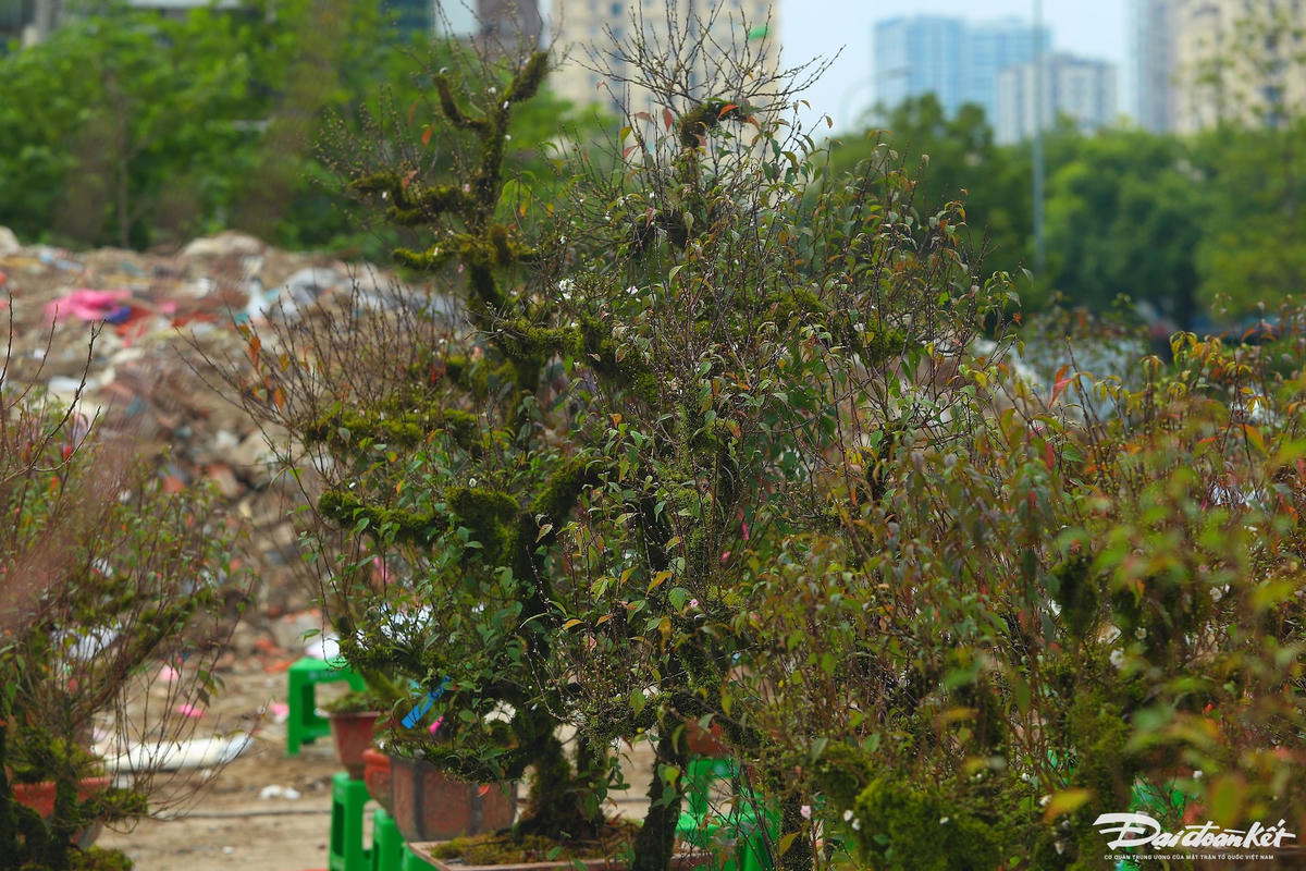 W_hoa_nhat_chi_mai-le-khanh3.jpg