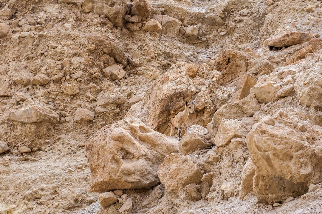 Đá sa mạc che giấu bộ lông của loài dê rừng này gần như hoàn hảo.