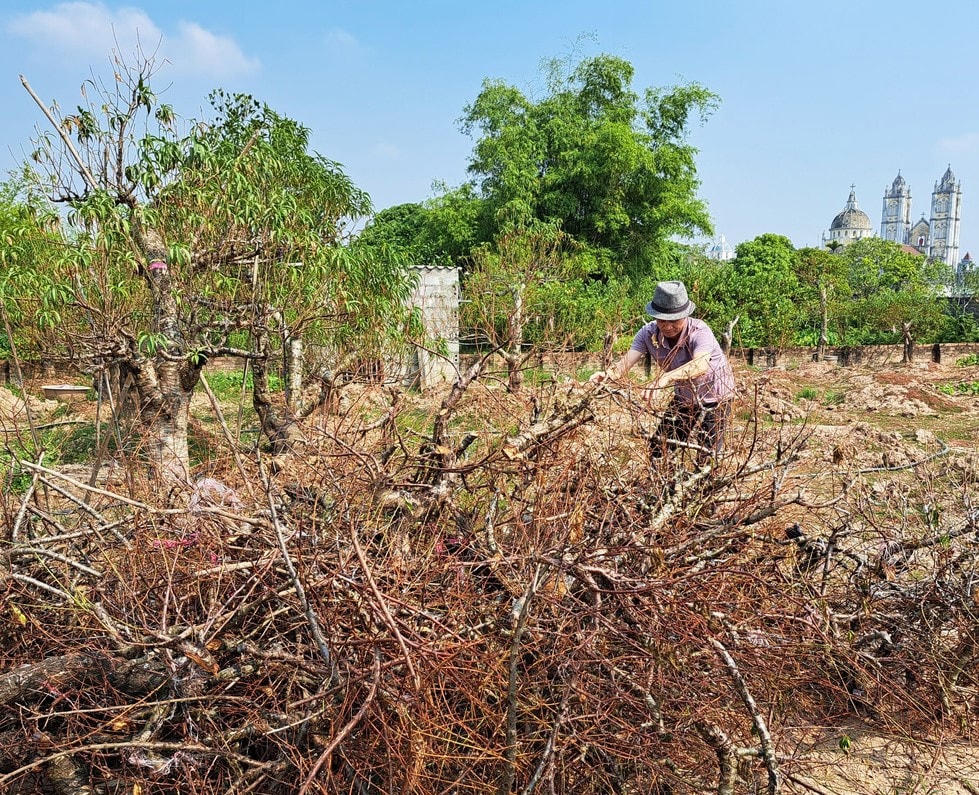 Người trồng đào ở Sa Cát đang đối diện với thảm cảnh đảo chết hàng loạt.