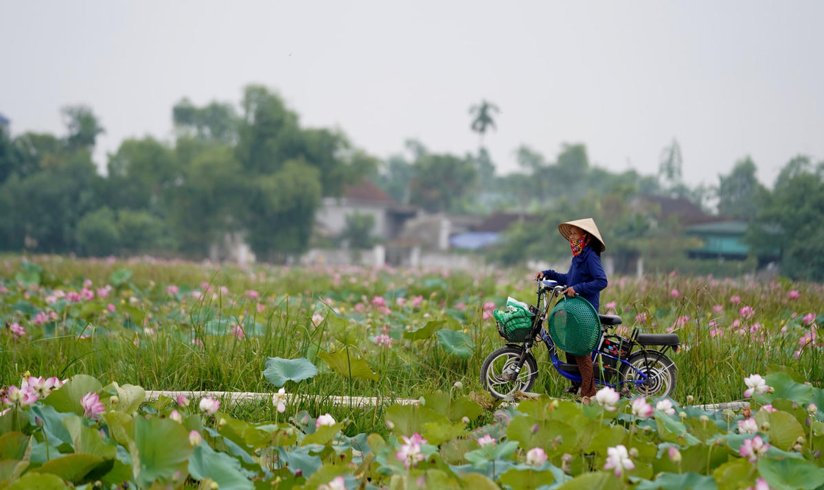 Đầu tháng 5 (âm lịch) cũng là dịp vào vụ thu hoạch đài sen. Tại đầm sen Thanh Châu khi trời còn tờ mờ sáng, người dân nơi đây đã chuẩn bị đồ nghề gồm ủng, túi... để xuống đầm sen.