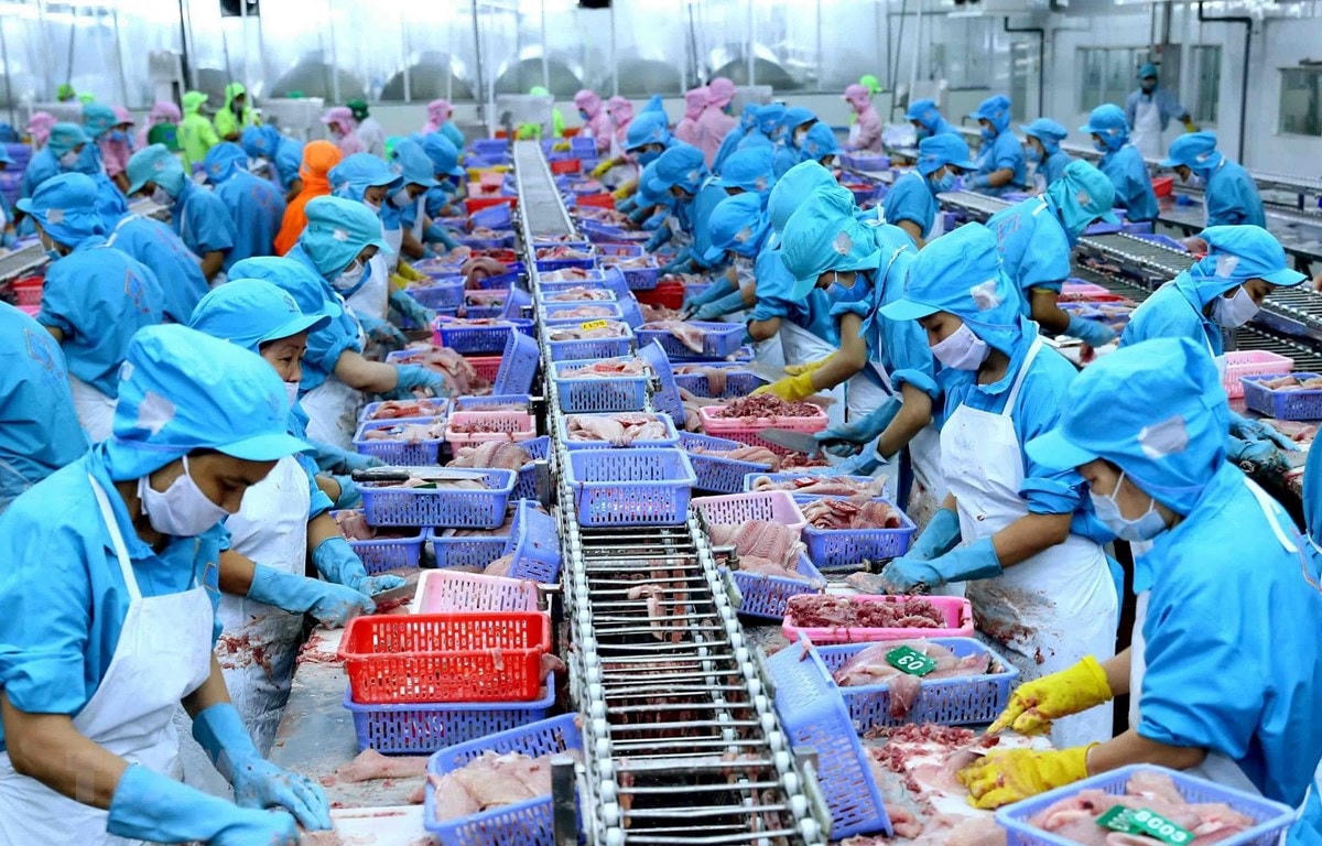 Chế biến cá tra xuất khẩu. Ảnh: Vũ Sinh