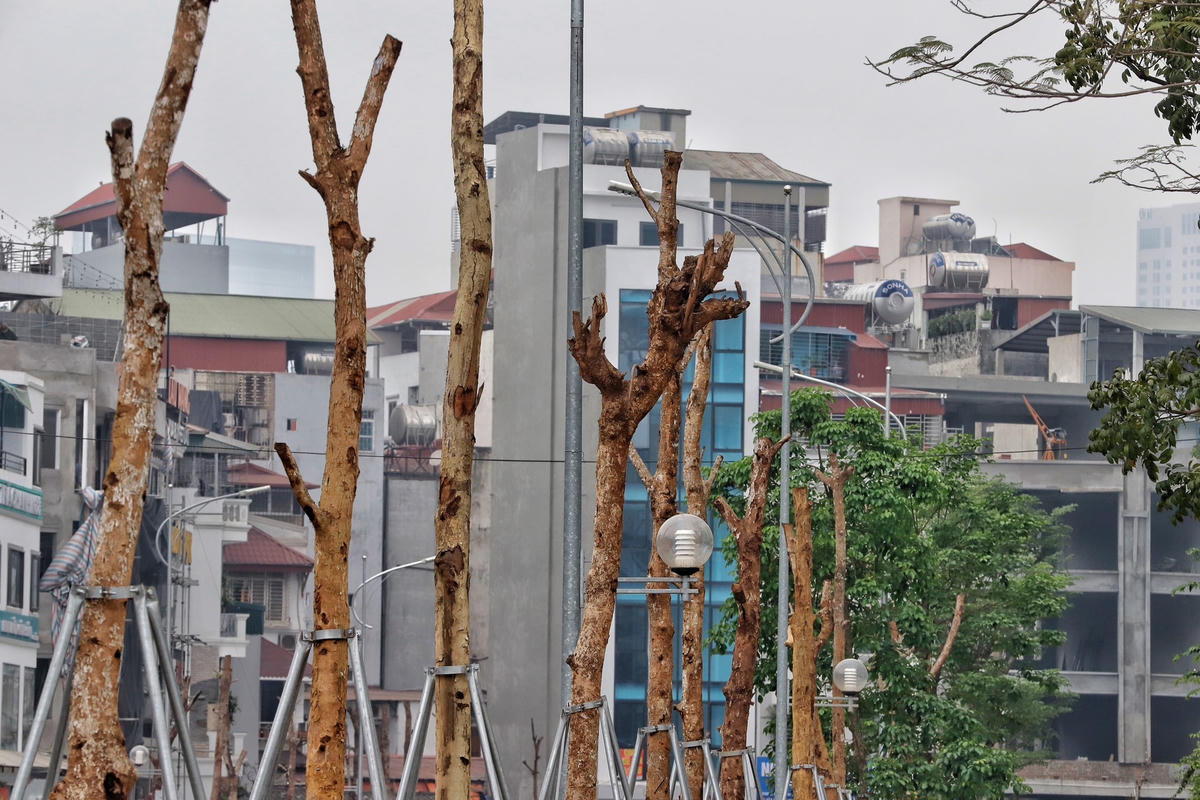 Hà Nội: Loạt cây xanh có dấu hiệu chết khô trên tuyến đường trăm tỷ mới được khai thác