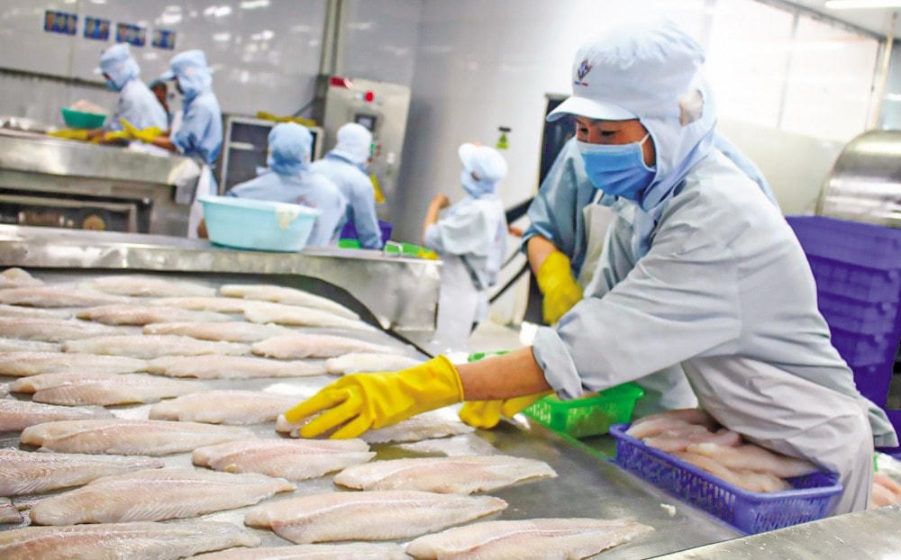 Càng về cuối năm càng nhiều cơ hội cho xuất khẩu cá tra. Ảnh: K.Trung.