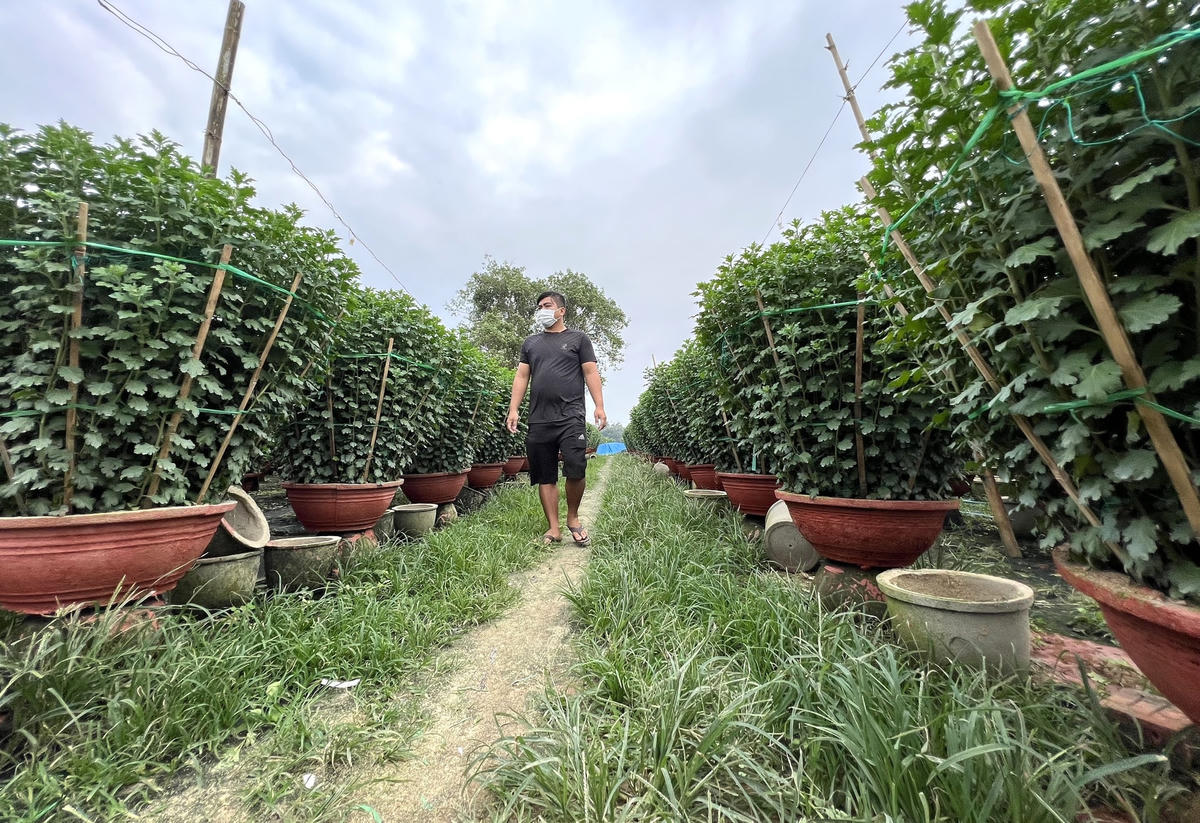 Những chậu cúc chuẩn bị phục vụ thị trường Tết.