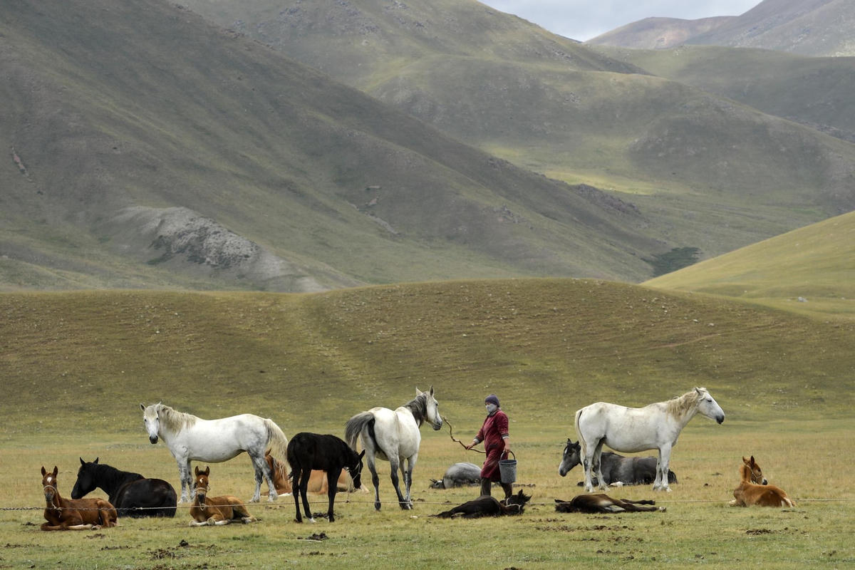 Một phụ nữ Kyrgyzstan vắt sữa ngựa trên đồng cỏ. Sữa được sử dụng để làm kumis, một thức uống lên men phổ biến ở Trung Á được cho là có lợi cho sức khỏe. Cỏ và các loại thảo mộc mang lại hương vị riêng có cho sữa mà người dân địa phương lấy từ những con ngựa cái trên cánh đồng nơi chúng được chăn thả. Sau đó, sữa được để lên men, hoặc đôi khi được khuấy để thúc đẩy quá trình lên men, cho đến khi nó trở nên có độ cồn nhẹ.  