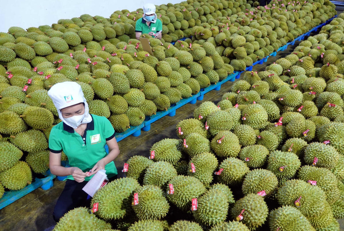Sầu riêng đang xuất khẩu thuận lợi. Ảnh: Đào Ngọc Thạch.