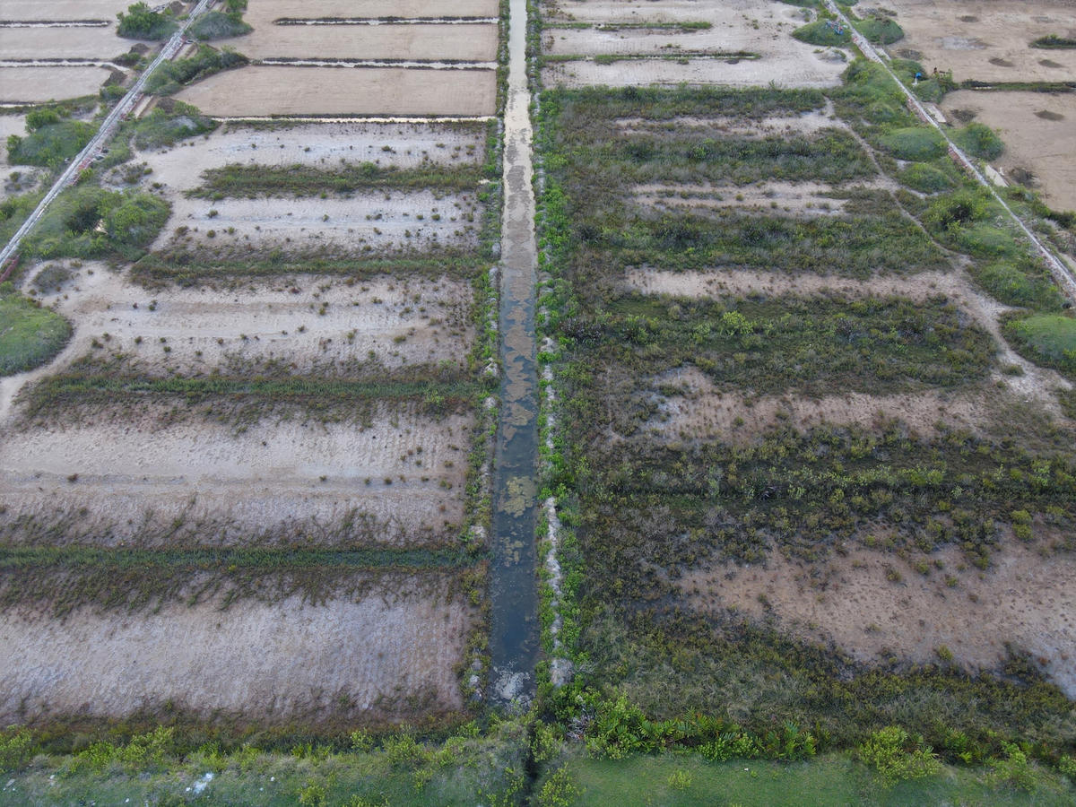 Những cánh đồng muối bỏ hoang sau nhiều năm trở thành bãi đất trống, cỏ mọc dày đặc. Một số khu vực ruộng được người dân cho không để các hộ khác vào làm, nhưng ở thời điểm này, gần như chẳng ai còn mặn mà để mở rộng việc làm muối.