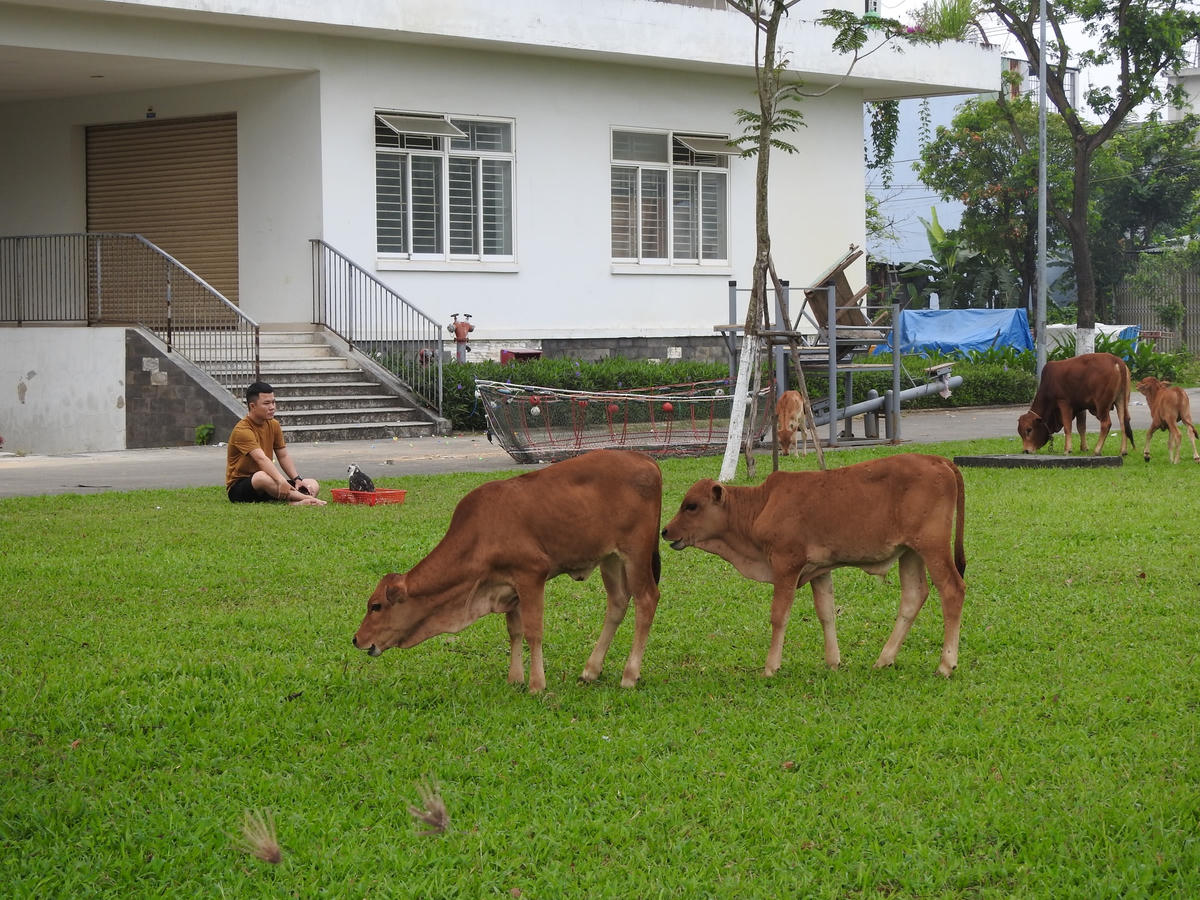 Đà Nẵng: Bò thả rông nghênh ngang trên đường phố, 'khủng bố' khu dân cư 