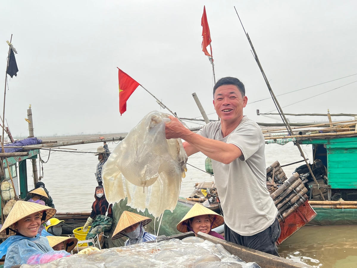 Hiện nay, giá sứa biển đầu vụ tăng cao gấp 3 lần so với năm trước, khiến ngư dân xứ Thanh phấn khởi sau những chuyến vươn khơi.  