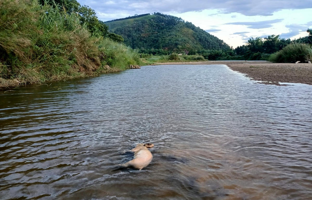 Tình trạng lợn chết trôi ngổn ngang trên sông Ngàn Phố diễn ra từ chục ngày trở lại đây.