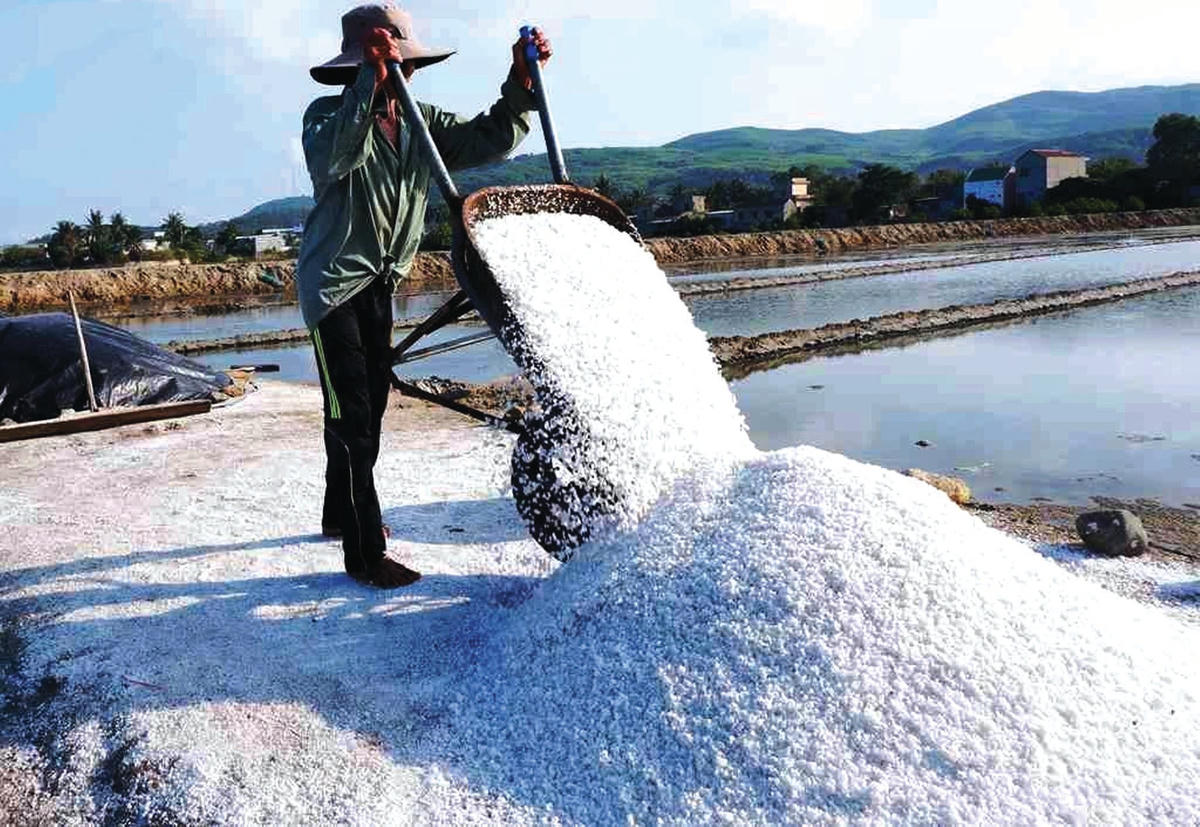 Diêm dân Nguyễn Thành Út tập kết muối trên cánh đồng.