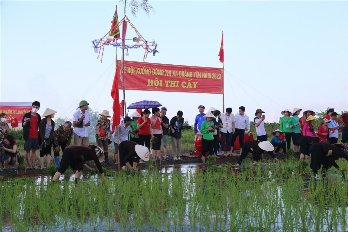 Hội thi cấy tại Lễ hội Xuống đồng (phường Phong Cốc, TX Quảng Yên).
