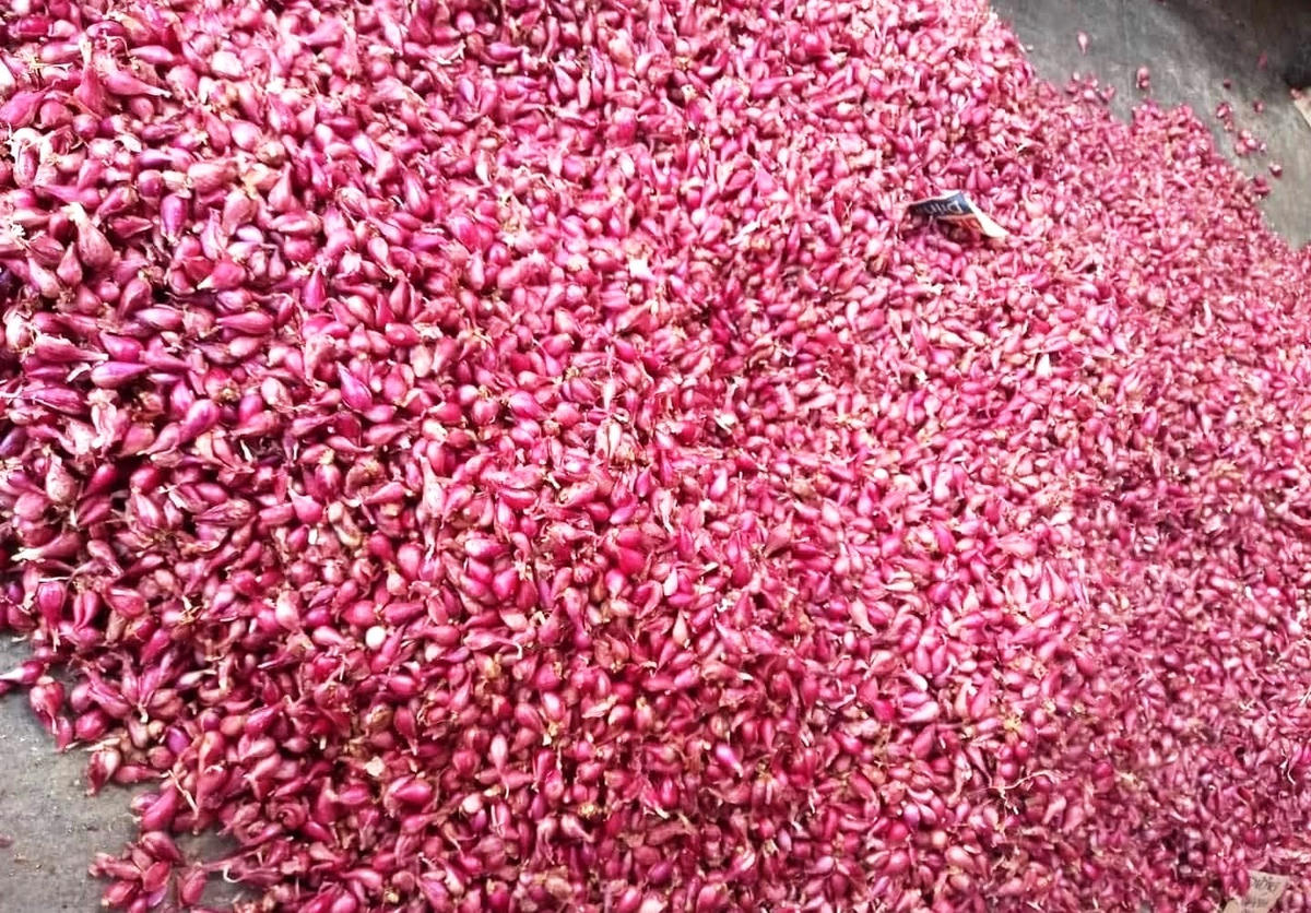 Những củ hành tím được người dân thu hoạch.