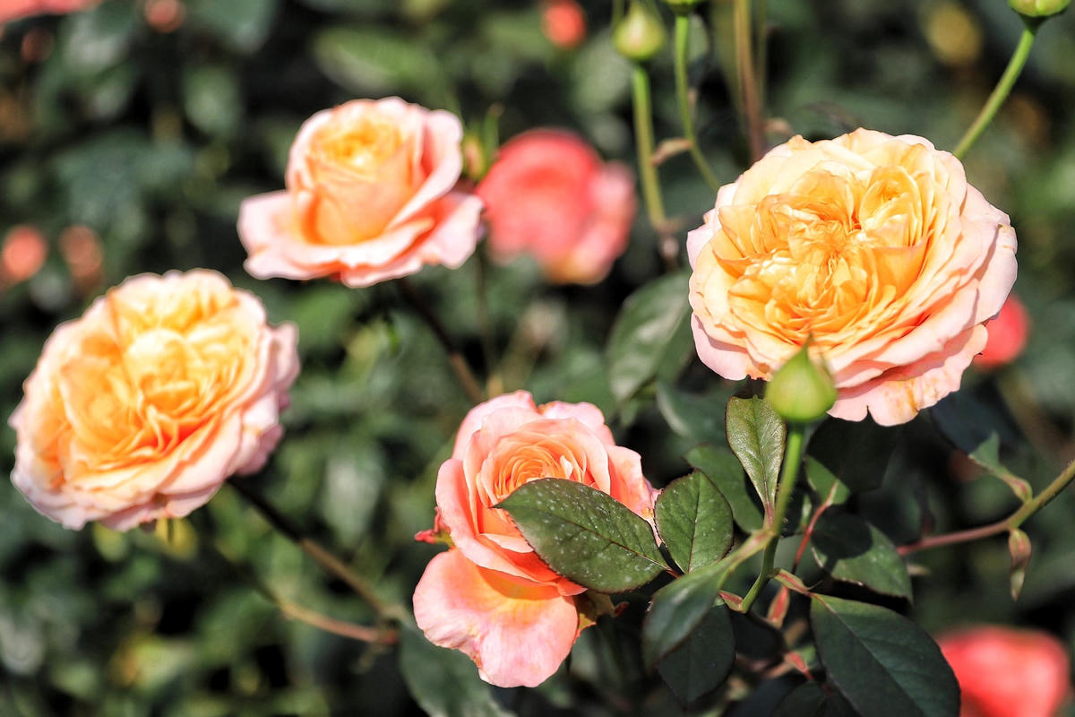 Những bông hoa hồng ngoại tỏa hương thơm ngát cả một khu vườn.