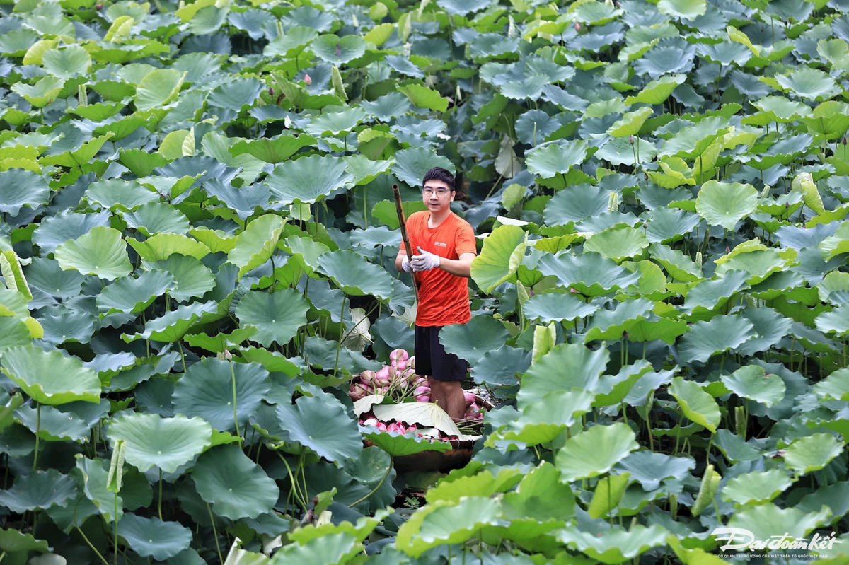 sen_bach_diep_ho_tay-le-khanh7-1-.jpg