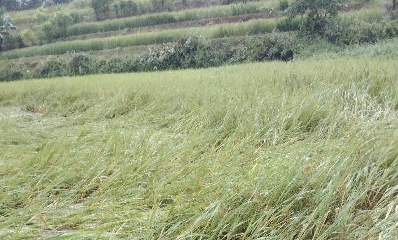 Mưa lũ khiến diện tích trồng lúa và hoa màu của bà con bị thiệt hại.