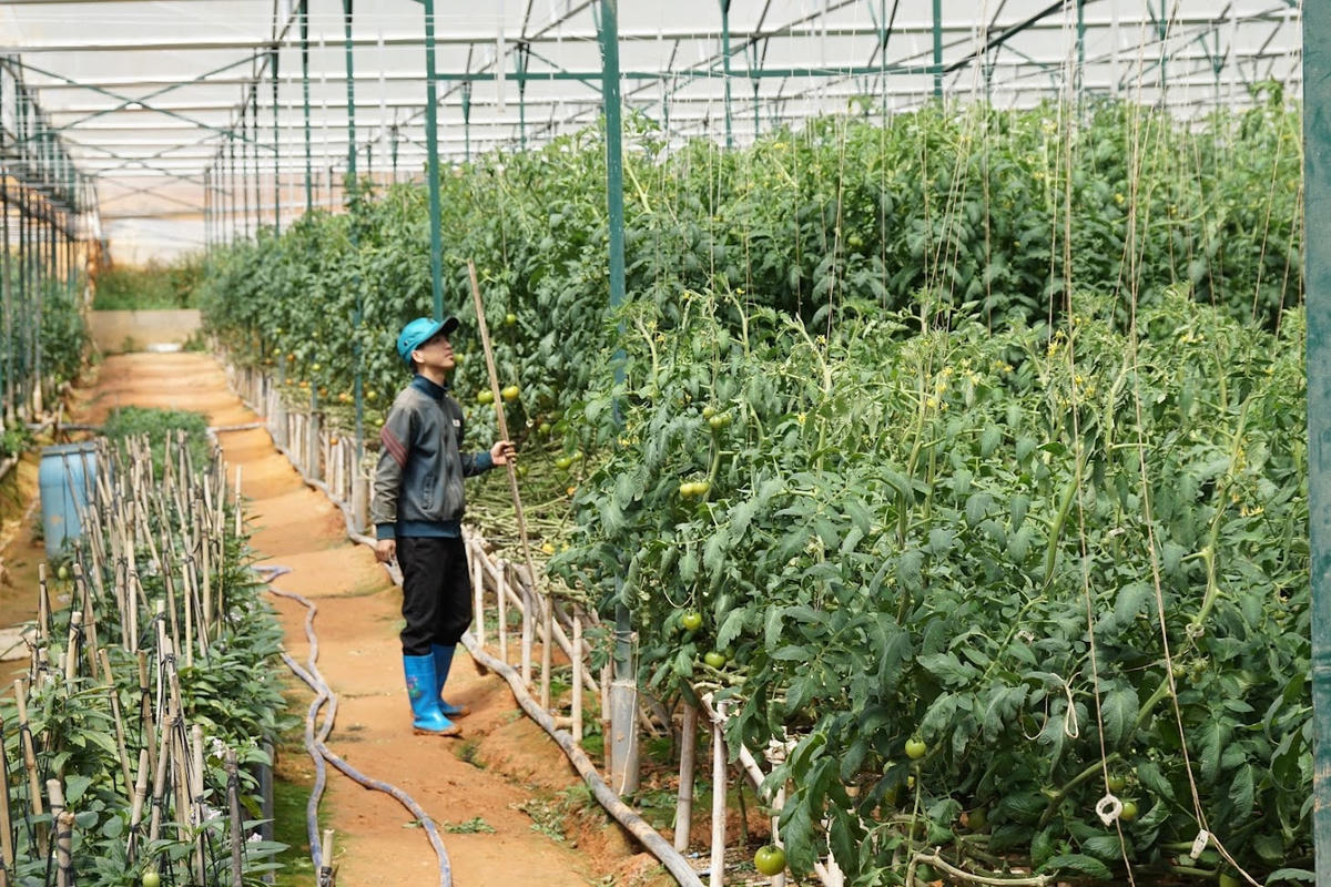 Ứng dụng công nghệ vào sản xuất nông nghiệp là xu hướng tất yếu.  