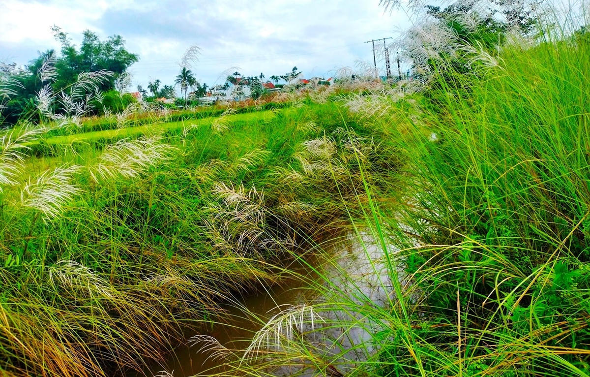 Những bông hoa cỏ lau mọc trắng bờ ruộng.