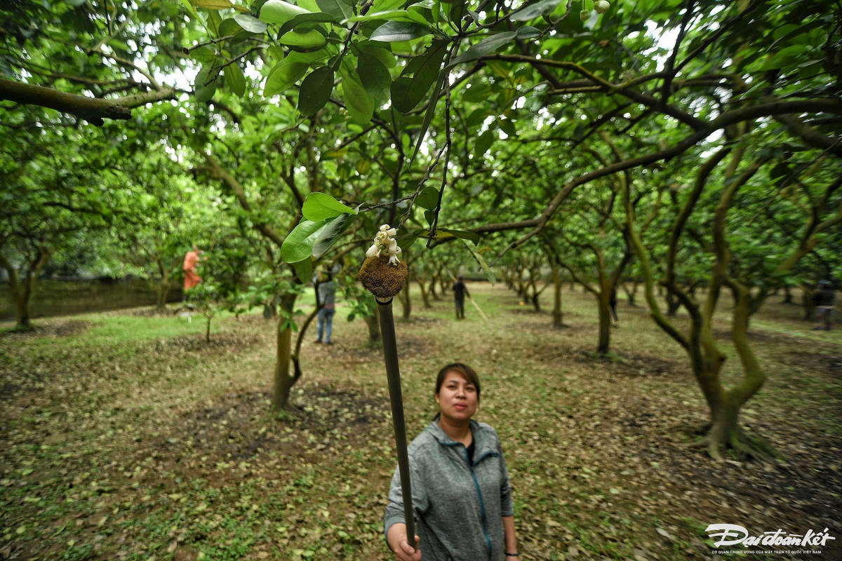 W_thu_phan_cho_buoi-le-khanh19.jpg