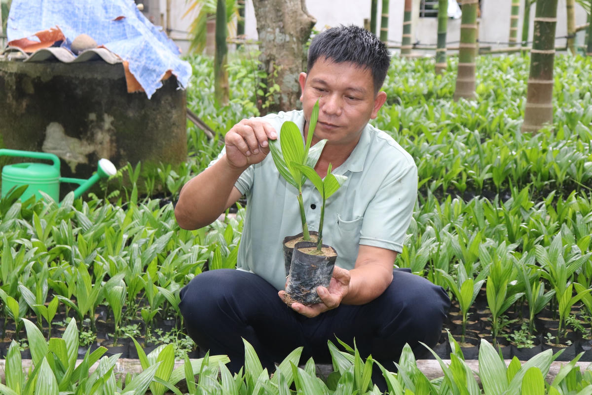 Ngoài trồng cau, anh Dũng còn ươm cau giống tại nhà để bán và trồng.