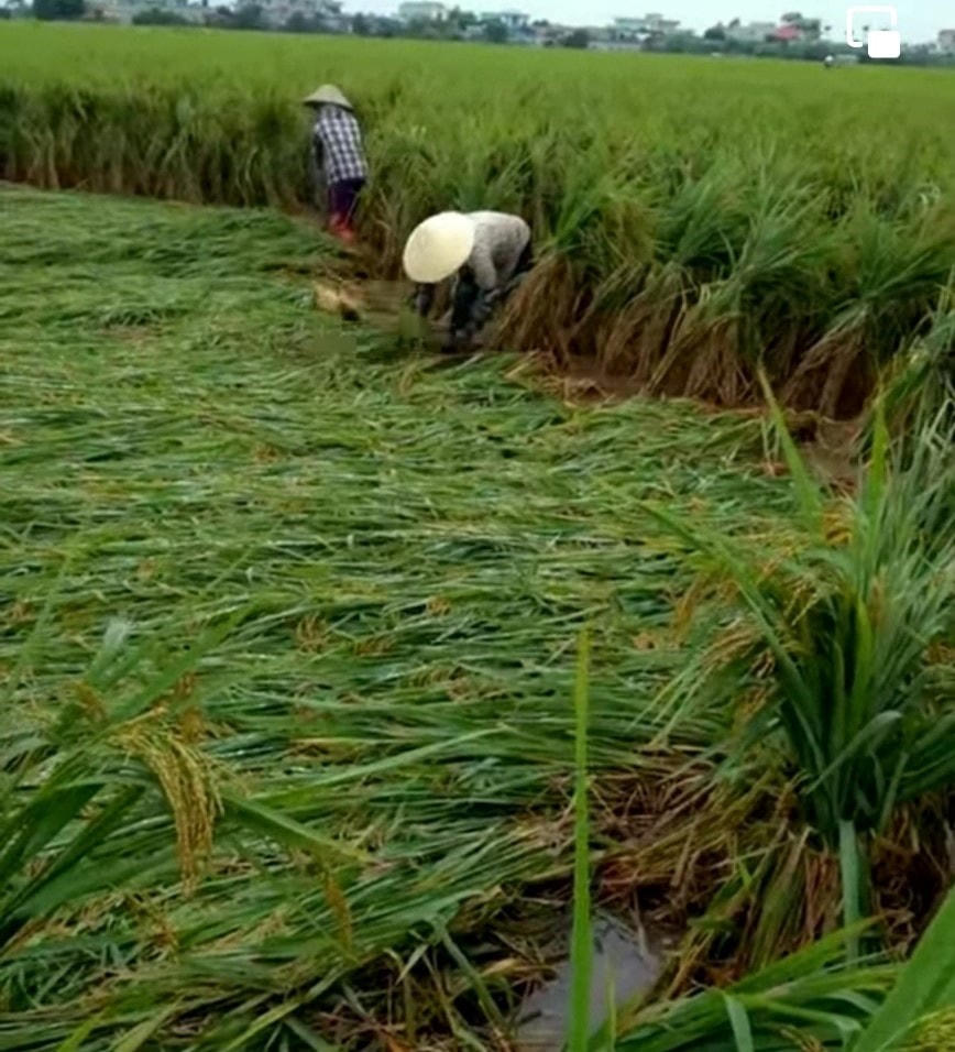 Chính quyền tỉnh ghi nhận đến hết ngày 27/9 toàn tỉnh có tới 2.947 ha lúa bị đổ, 7.230 ha bị ngập sâu trong nước.