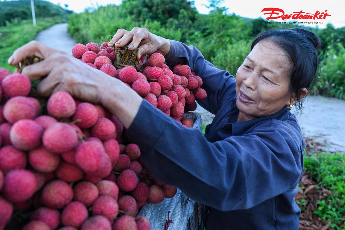 Sau khi vải được làm sạch lá, sẽ được đưa vào các sọt hàng buộc trên xe máy.