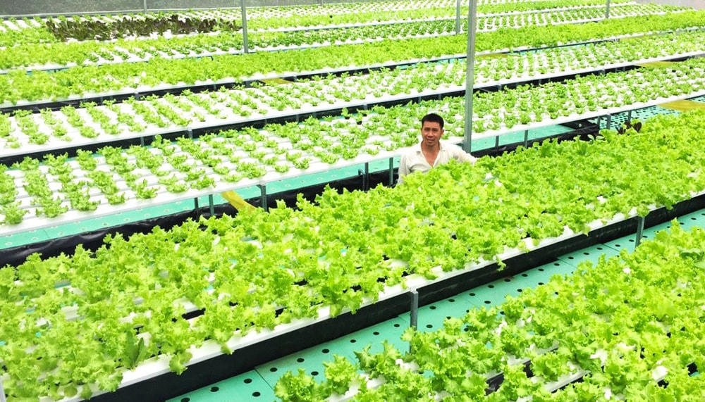 Trồng rau thủy canh công nghệ cao đang là hướng đi được nhiều cho nông dân tại TP Bảo Lộc lựa chọn đầu tư phát triển.