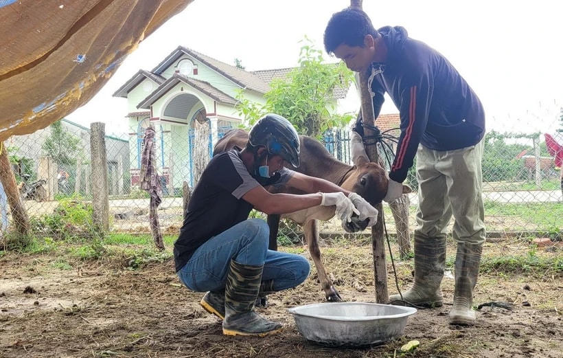 Gia đình anh Diu ở làng Bông Pim, xã Đak Jơ Ta, huyện Mang Yang (Gia Lai) có 9 con bò, bê bị mắc bệnh lở mồm long móng. (Ảnh: Hoài Nam/TTXVN)