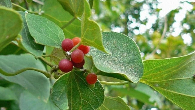 Cây tiết dê - nguyên liệu chế biến món thạch xanh mát giải nhiệt mùa hè.  