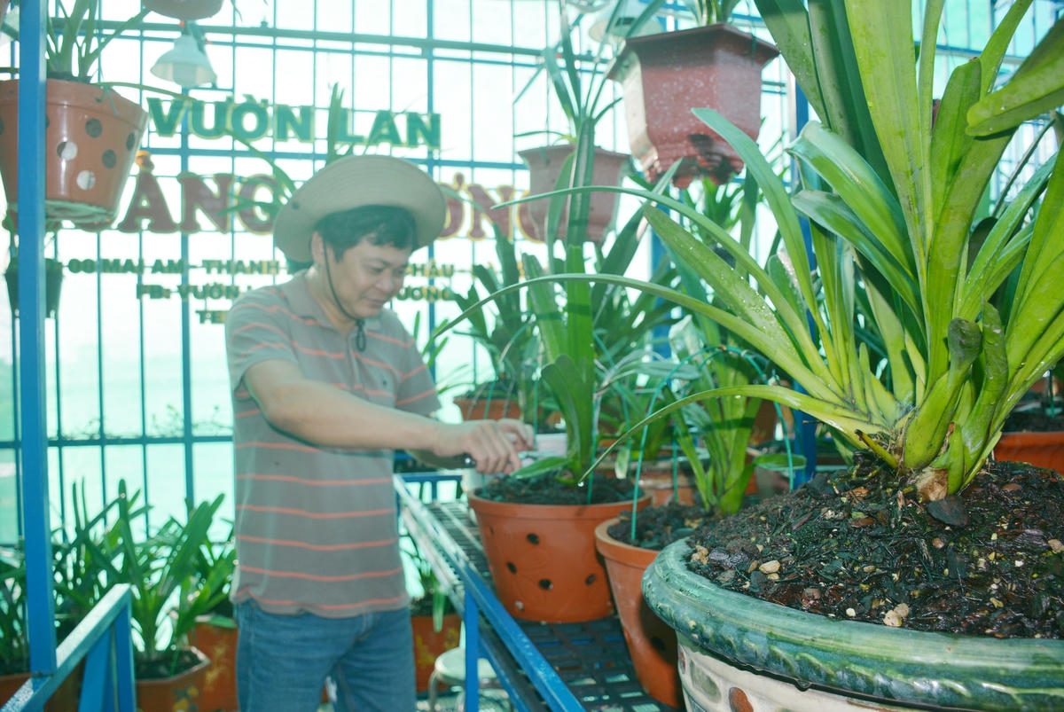 Ông Nguyễn Hồng Danh chăm sóc hoa phong lan.