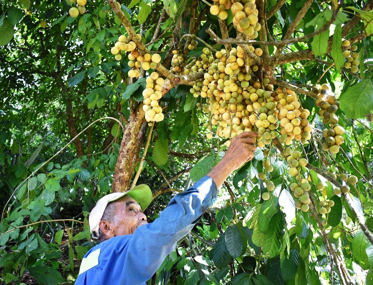 Ông Hồ Trọng Phúc chỉ một cây bòn bon ra trái.
