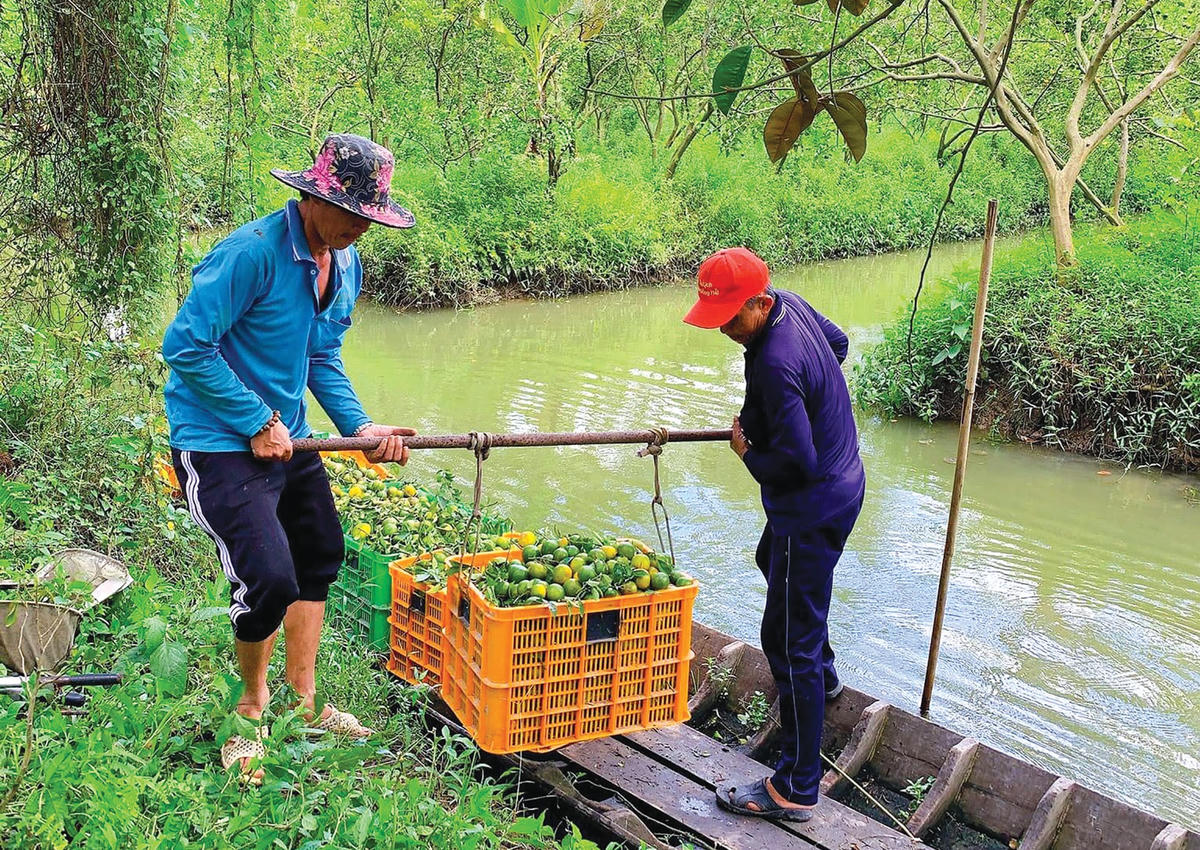 Quýt đường ở Lai Vung bắt đầu vào vụ thu hoạch.  